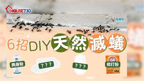 家中有蟻怎辦|【滅蟻方法】屋企有蟻？教你2步輕鬆滅蟻＋防蟻方法！ 